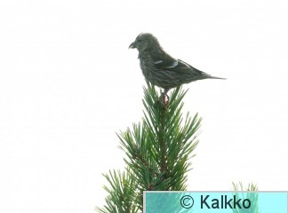 kirjosiipikäpylintu 070.jpg