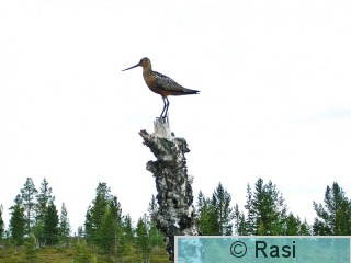 Punakuiri-1.jpg