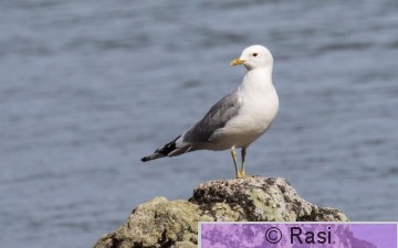 Kalalokki-22.jpg