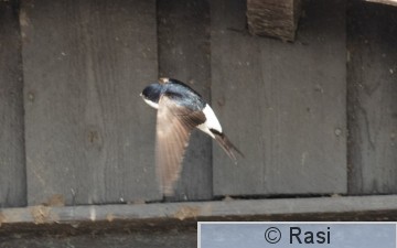 Räystäspääsky-3.jpg