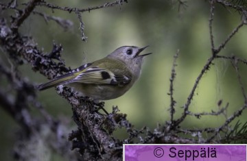 hippiäinen_Kuru250502_iso2.jpg