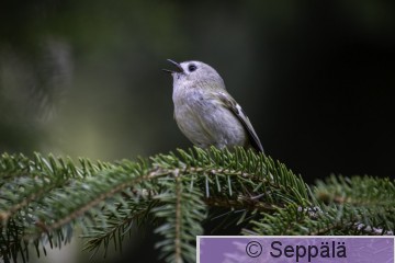 hippiäinen_Kuru250502_iso5.jpg