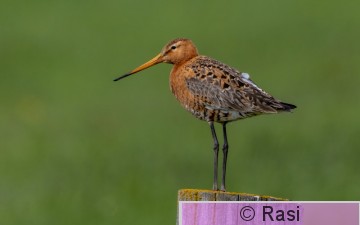 Mustapyrstökuiri-3.jpg