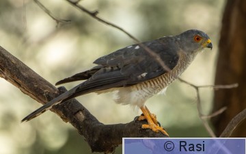 Arovarpushaukka-1.jpg