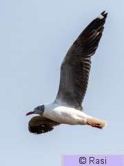 Harmaapäälokki-10.jpg