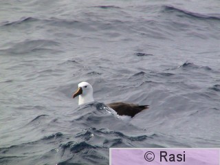 Hoikka-albatrossi-1.JPG