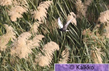 valkosiipitiira 066.jpg