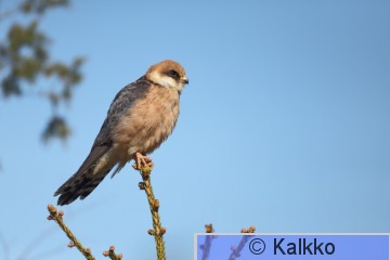 punajalkahaukka 357.jpg