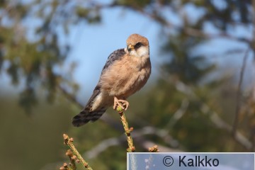 punajalkahaukka 367.jpg