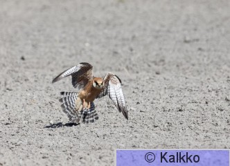 punajalkahaukka 399.jpg