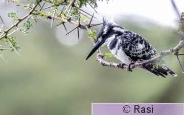 Kirjokalastaja-17.jpg