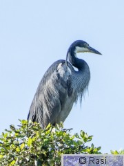 Kobolttihaikara-1.jpg