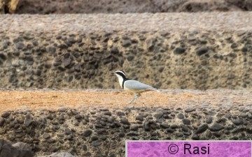 Krokotiilinvartija-6.jpg
