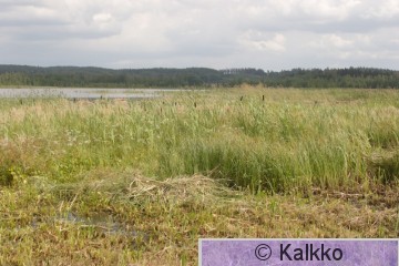 luhtahuitti 061.jpg