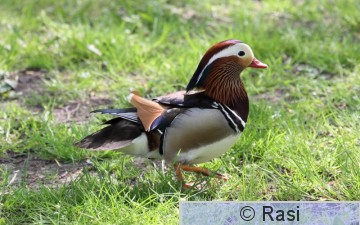 Mandariinisorsa-2.JPG