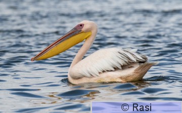 Pelikaani-30.jpg