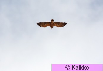 pikkukiljukotka 003.jpg