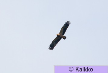 pikkukiljukotka 029.jpg