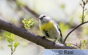 Valkopäätiainen-1.jpg