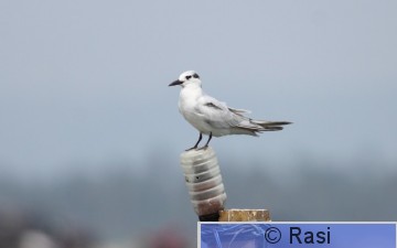 Valkoposkitiira-1.JPG