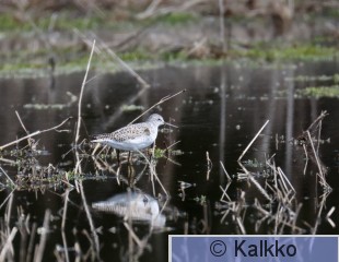 lampiviklo 072.jpg