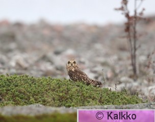 suopöllö 085.jpg