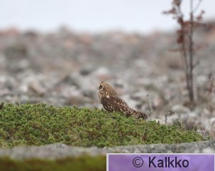 suopöllö 089.jpg