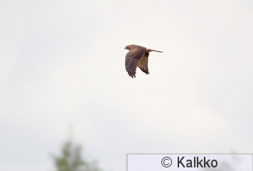 niittysuohaukka 080.jpg