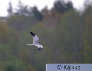 niittysuohaukka 092.jpg