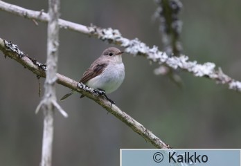 pikkusieppo 217.jpg