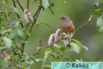 peltosirkku 020.jpg