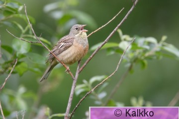 peltosirkku 053.jpg