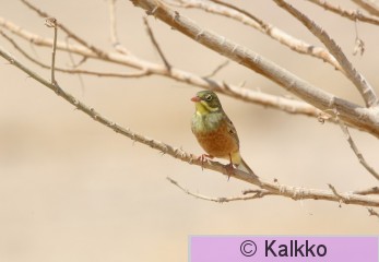 peltosirkku 057.jpg