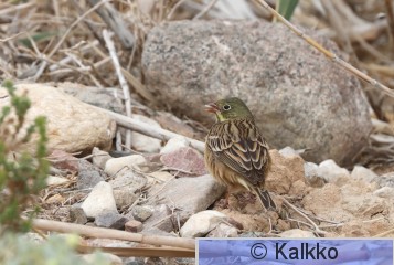 peltosirkku 077.jpg