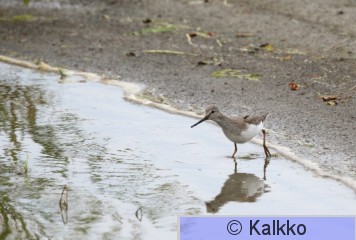 rantakurvi 019.jpg