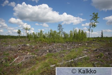 isolepinkäinen 050.jpg