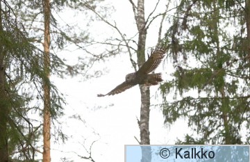 viirupöllö 033.jpg