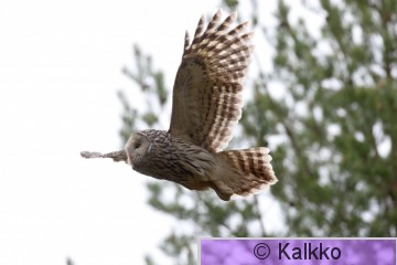 viirupöllö 061.jpg