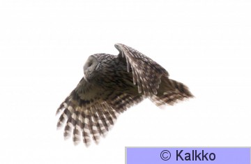 viirupöllö 063.jpg