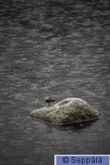 rantasipi_Kuru250522_iso.jpg