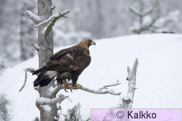 maakotka 352.jpg