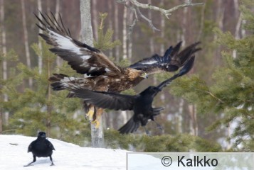 maakotka 396.jpg