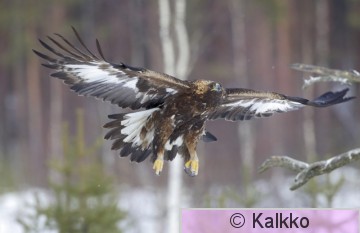 maakotka 411.jpg
