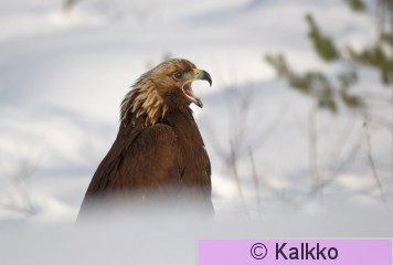 maakotka 551.jpg
