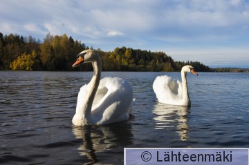 000300 Kyhmyjoutsen_02102011_Mouhijärvi Salmi.jpg