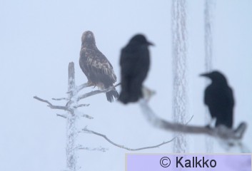 maakotka 1030.jpg