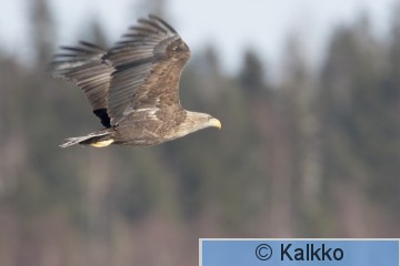 merikotka 014.jpg