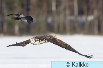 merikotka 018.jpg