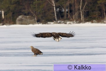 merikotka 036.jpg