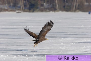 merikotka 058.jpg